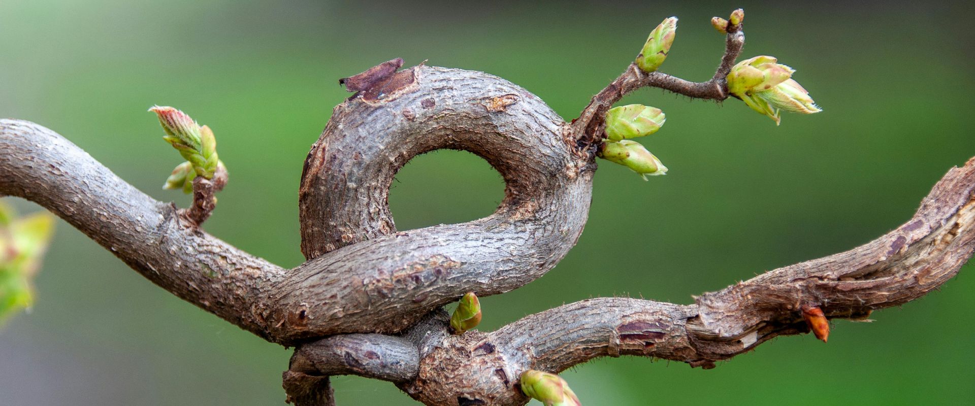 Verdrehter Ast mit mehreren grünen Knospen vor unscharfem grünem Hintergrund.